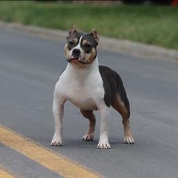 Ciri - American Bully