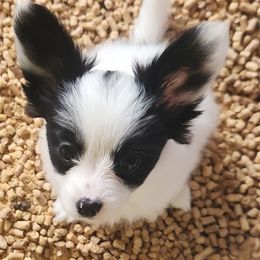 Marbella - White and black female Papillon puppy in Vass, North Carolina from Leslie's Papillons
