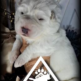 Judith - White female German Shepherd puppy in Sequim, Washington from German Shepherd Haus