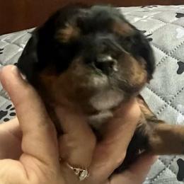 Girl 1 - Black and tan female Cavalier King Charles Spaniel puppy in Morriston, Florida from Cutesy Cavaliers