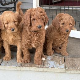 Goldendoodle puppies from Kathy's Doodles