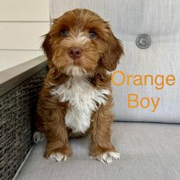 Australian Labradoodle puppies from Napa Valley Australian Labradoodles
