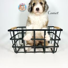 Aussiedoodle, Bernedoodle, and Goldendoodle Puppies from Dandy Doodle Ranch