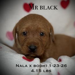 Mr Black CO - Yellow male Labrador Retriever puppy in Portland, Tennessee from Whiskey Ridge Retrievers