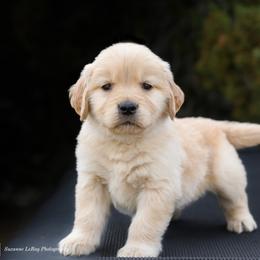 Golden Retriever Puppies from AmazingK9s