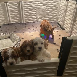 Cavapoo and Poodle Puppies from Sac-Town Poodles and Doodles