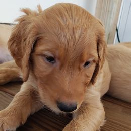 Goldendoodle Puppies from Doodling Minors