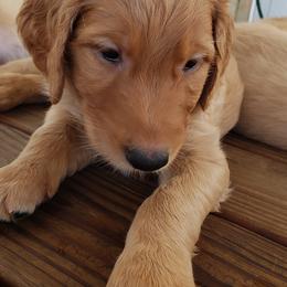 Goldendoodle Puppies from Doodling Minors