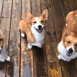 Pembroke Welsh Corgis from Lucky Penny Corgis