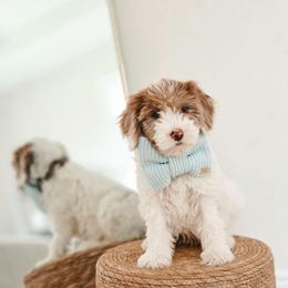 Riptide - Parti male Goldendoodle puppy in Punta Gorda, Florida from Transformation Acres Goldendoodle