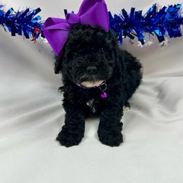 Dorthy - Black female Poodle puppy in Lancaster, Missouri from Cavapoo Acres