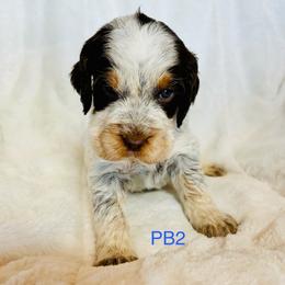 PB2 - Tri-Roan male English Springer Spaniel puppy in Britton, South Dakota from K&S Canines