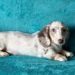 Pedro - Gray (blue) and cream male Dachshund puppy in Lincoln, Arkansas from Red Dirt Dachshunds