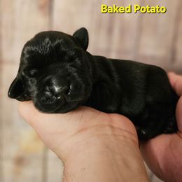 Baked Potato - Black male Labrador Retriever puppy in Louisville, Kentucky from Tsuki Labradors
