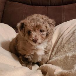 Aussiedoodles, Miniature Australian Shepherds, and Toy Australian Shepherds from T3 Farms Aussies & Aussiedoodles