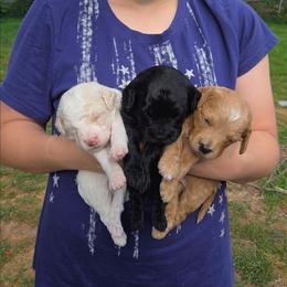 Aussiedoodle puppies from W Doodle Crew