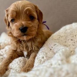 Purple - Apricot female Goldendoodle puppy in Fruita Colorado, Colorado from Oodles of Teacup Doodles