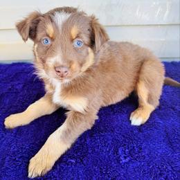 Maple - Red tri-color female Australian Shepherd puppy in Charlotte, North Carolina from Awesome Aussies