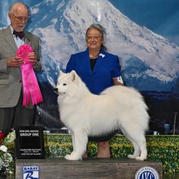 Samoyed puppies from Firecloud Samoyeds