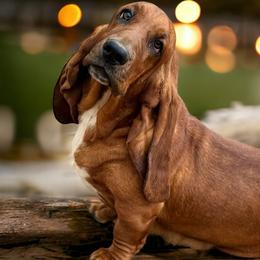 Cocoa - Basset Hound