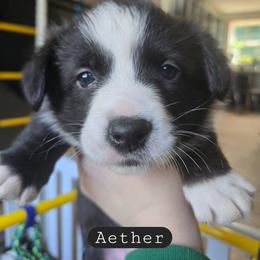 Aether - Black and white male Cardigan Welsh Corgi puppy in Granite Falls, Washington from Glacier Peak Cardigan Corgis