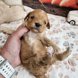 Cavapoo puppies from Leerose Puppies