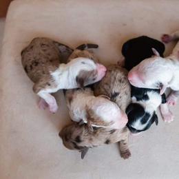 Aussiedoodle and Goldendoodle Puppies from Ever After Doodles Arizona