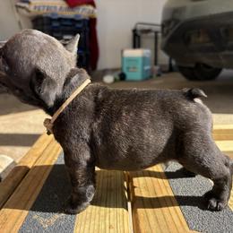 French Bulldog puppies from 4J's Cajun Kennels