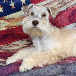 Kai - Miniature Schnauzer