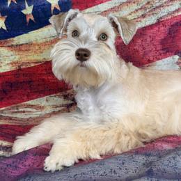 Kai - Miniature Schnauzer