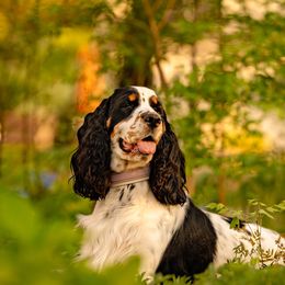 English Springer Spaniels from Raven Ridge Springers