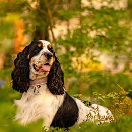 English Springer Spaniels from Raven Ridge Springers