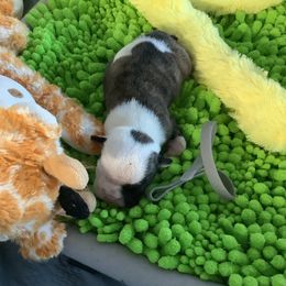 Boy 3 - Red brindle and white male Bulldog puppy in Tierra Verde, Florida from Destiny Kennel