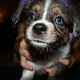 Miniature Australian Shepherd Puppies from B my Sunshines Mini Aussies