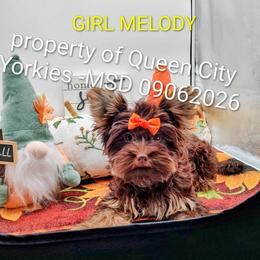 Melody ( Jazz music) - Chocolate and tan female Yorkshire Terrier puppy in Charlotte, North Carolina from Queen City Yorkies