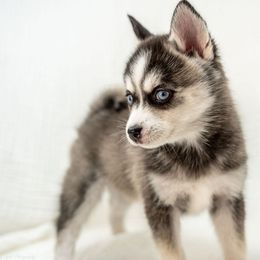 Chase - Black and white male Pomsky puppy in Spring City, Pennsylvania from Pomsky Power Puppies