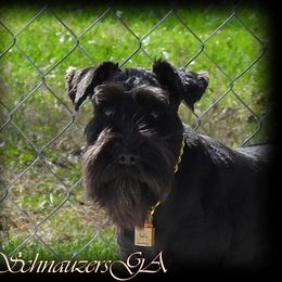 CHERIE' - Miniature Schnauzer