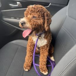 Ginger - Poodle