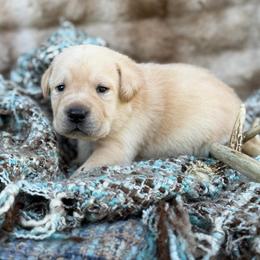 Fletcher - Yellow male Labrador Retriever puppy in Sweet Home, Oregon from Knotty Creek Labradors