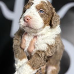 KIMBER - Phantom female Bernedoodle puppy in Corpus Christi, Texas from The Henke Doodles