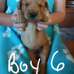 Boy 6 - Dark golden male Golden Retriever puppy in Lanesboro, Minnesota from Eagle Ridge Golden Retrievers