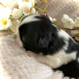 Girl 5 - Black and white female Japanese Chin puppy in Davisville, Missouri from Uniquely Yours, Shelly’s Japanese Chins