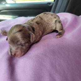 Girl 3 - Blue merle Aussiedoodle puppy in Oregon from SonSational Farm Toy/ Mini Australian Shepard's