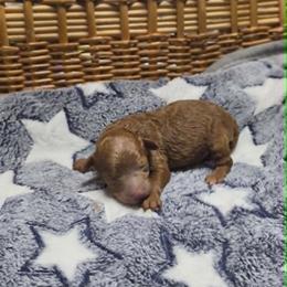 Eli (AKC) - Red  male Poodle puppy in Rainbow City, Alabama from Spinks Poodles