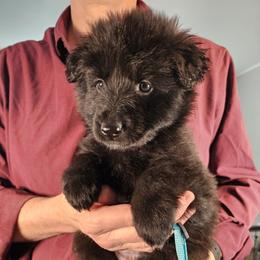 Scout (Lt Blue) RESERVED - Black female German Shepherd puppy in Columbus, Indiana from Stony Lonesome GSD