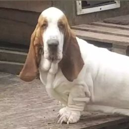 Arthur - Basset Hound