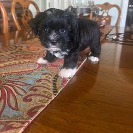 Haviland - Black female Havanese puppy in Hamptonville, North Carolina from Alabama Havanese Kennel Tidewater Kennel