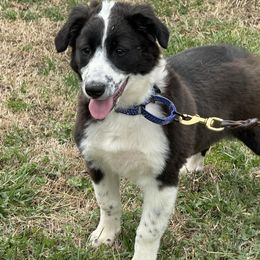 English Shepherd Puppies from Yellow Wolf Farm English Shepherds