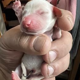 Dachshund Puppies from Witchy Woman’s Wiener’s