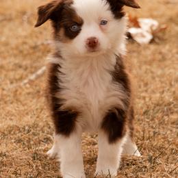 Miniature American Shepherd and Miniature Australian Shepherd Puppies from Bellewynd Acres
